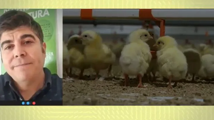 Alexis, creador de pollos