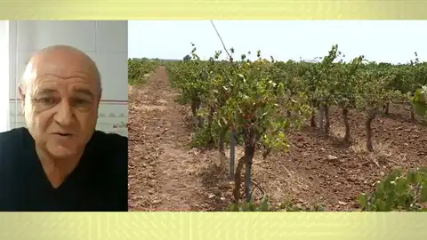 Isidoro, viticultor Isidoro, viticultor