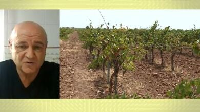 La cosecha de uva, amenazada por la sequía y las altas temperaturas