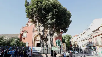 Protestas para intentar salvar el ficus centenario Protestas para intentar salvar el ficus centenario