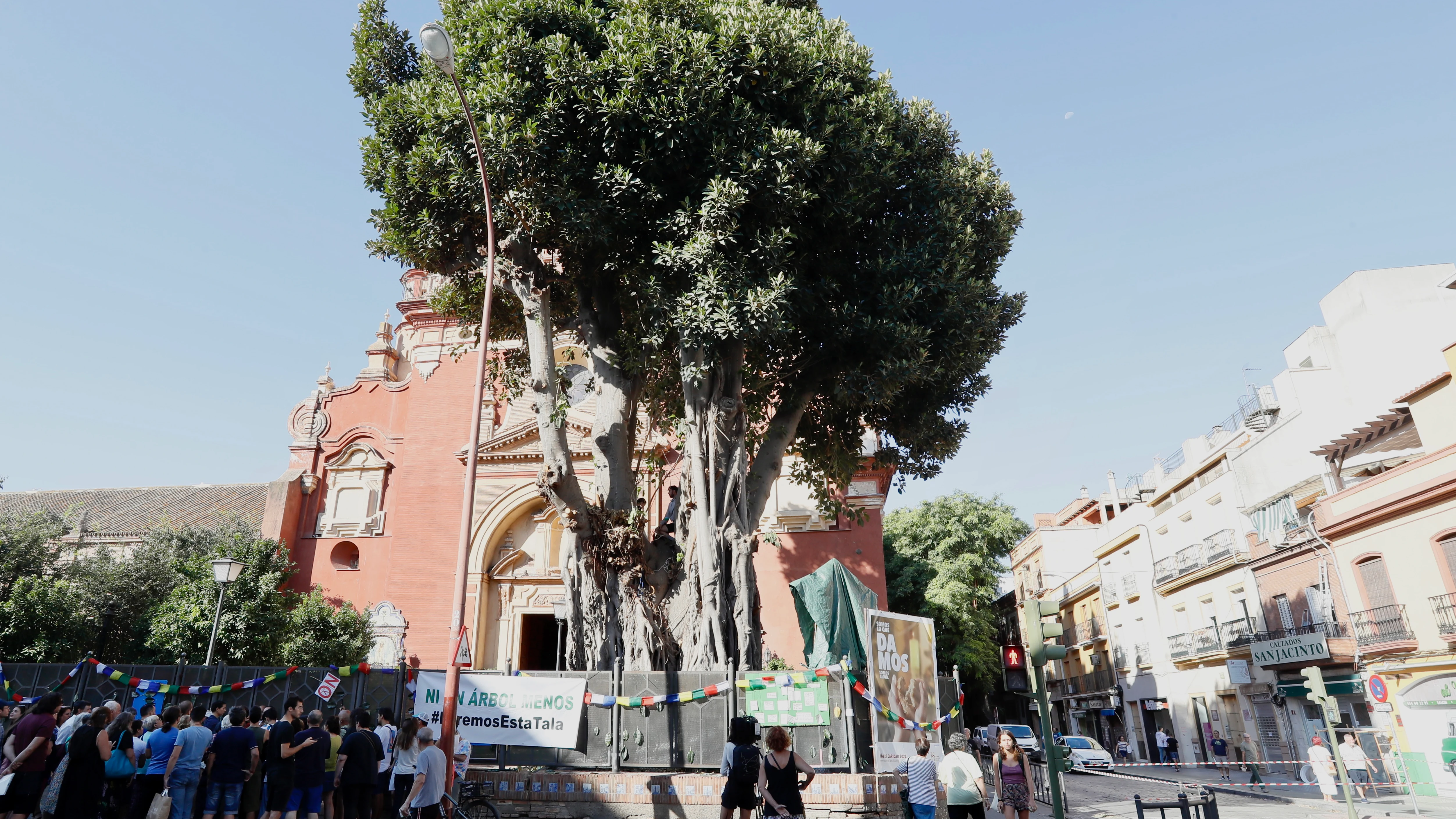 Protestas para intentar salvar el ficus centenario Protestas para intentar salvar el ficus centenario