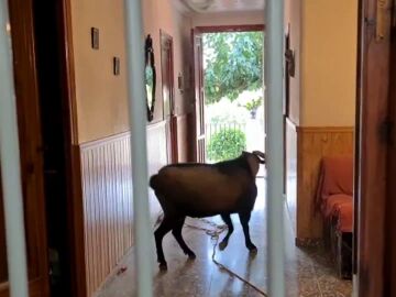 Cabra se cuela en el salón de una casa de Alicante