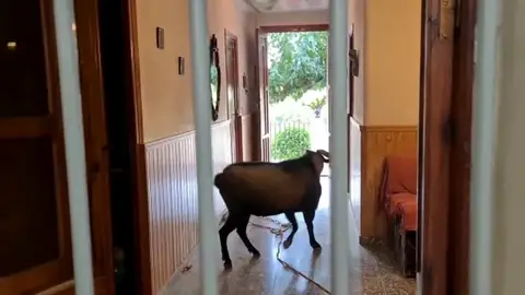 Cabra se cuela en el salón de una casa de Alicante Cabra Policía