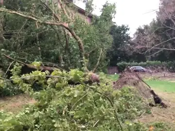 Árboles caídos tras una tormenta Árboles caídos tras una tormenta