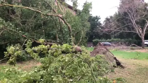 Árboles caídos tras una tormenta Árboles caídos tras una tormenta