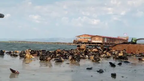 Escasea el marisco en Galicia Escasea el marisco en Galicia