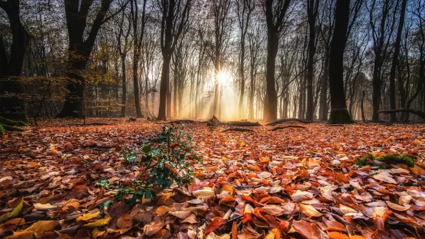 ¡Bienvenido otoño 2022! ¡Bienvenido otoño 2022!
