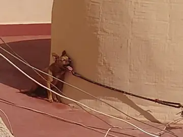 Imagen del perro que falleció en esa azotea. Imagen del perro que falleció en esa azotea.