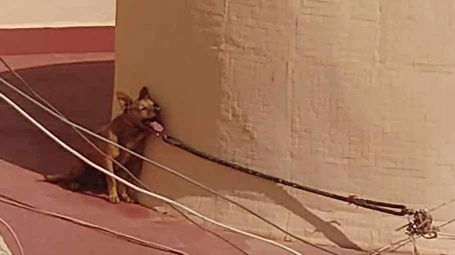 Imagen del perro que falleci&oacute; en esa azotea.