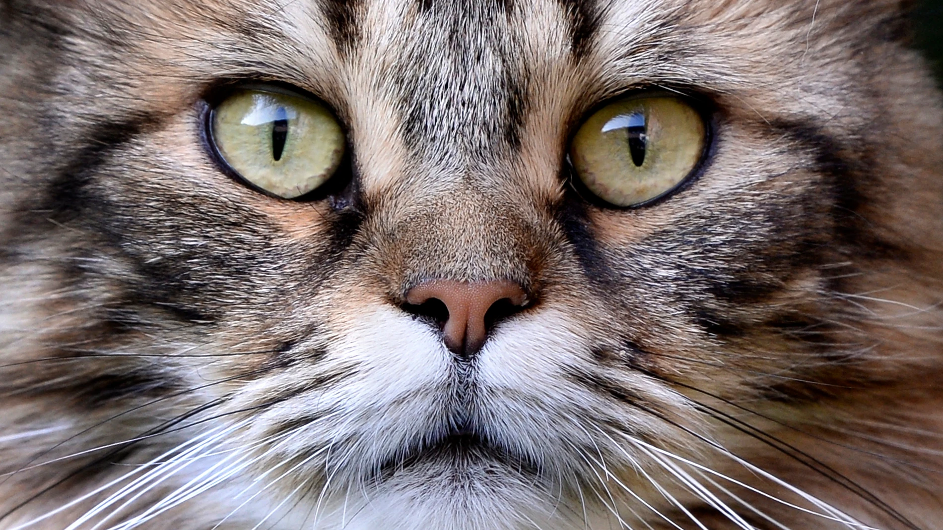 Los 925 gatos domésticos seguidos con GPS para analizar el impacto de estas  mascotas en la fauna local