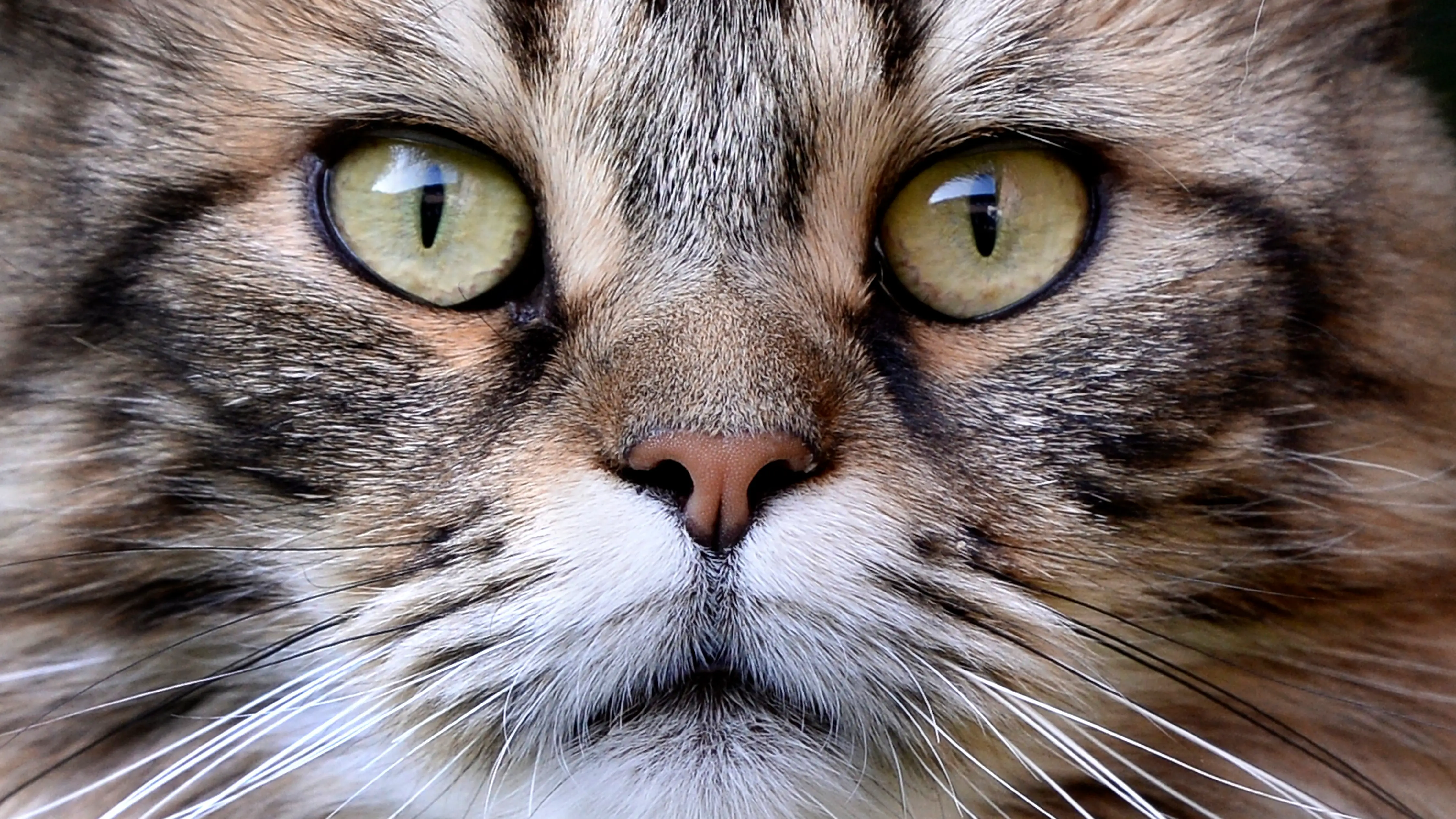 Un gato mira a la c&aacute;mara