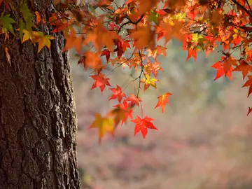 Imagen de archivo de Otoño Imagen de archivo de Otoño