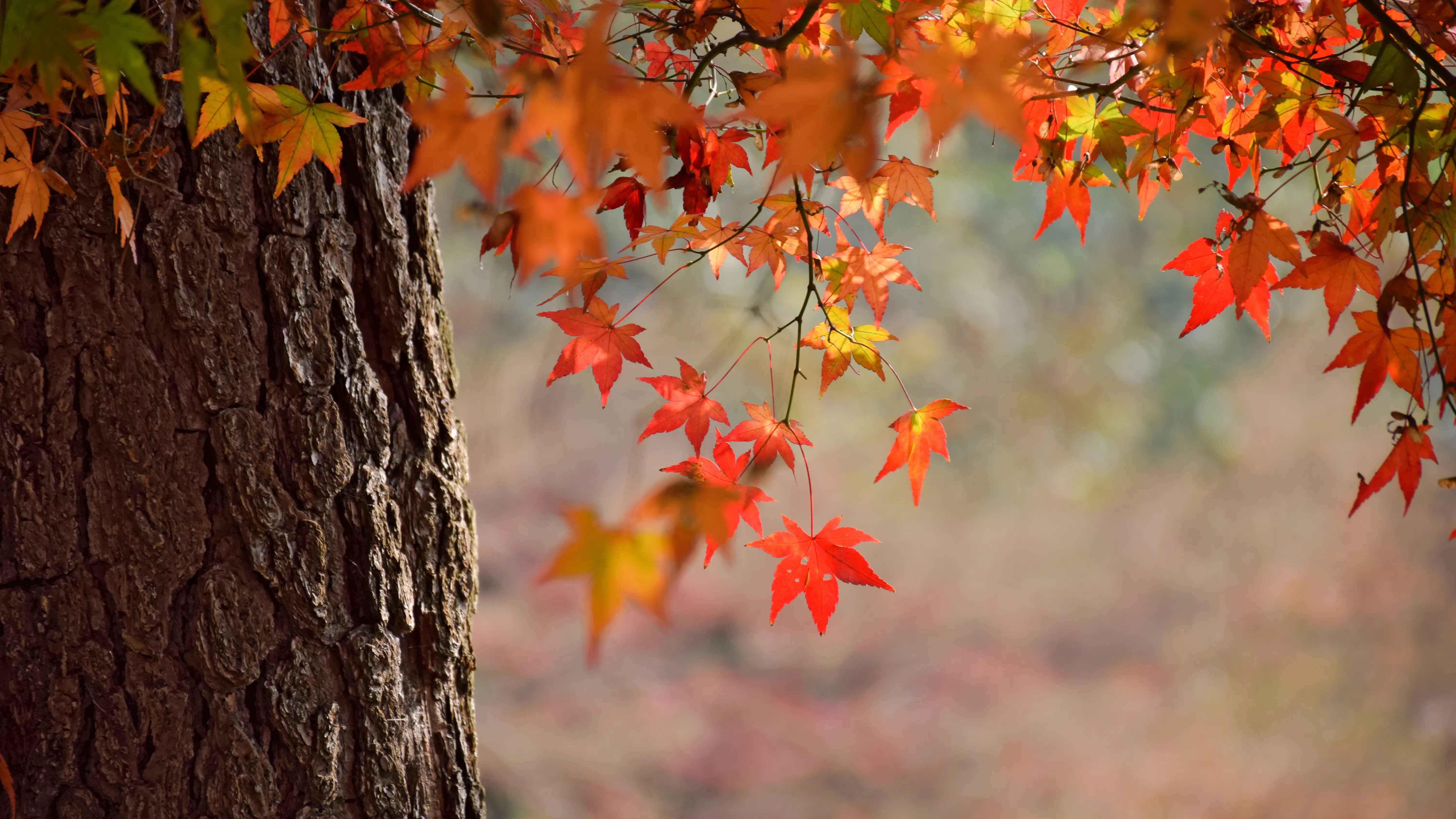 Imagen de archivo de Oto&ntilde;o