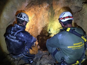 La osa y los oseznos en la cueva