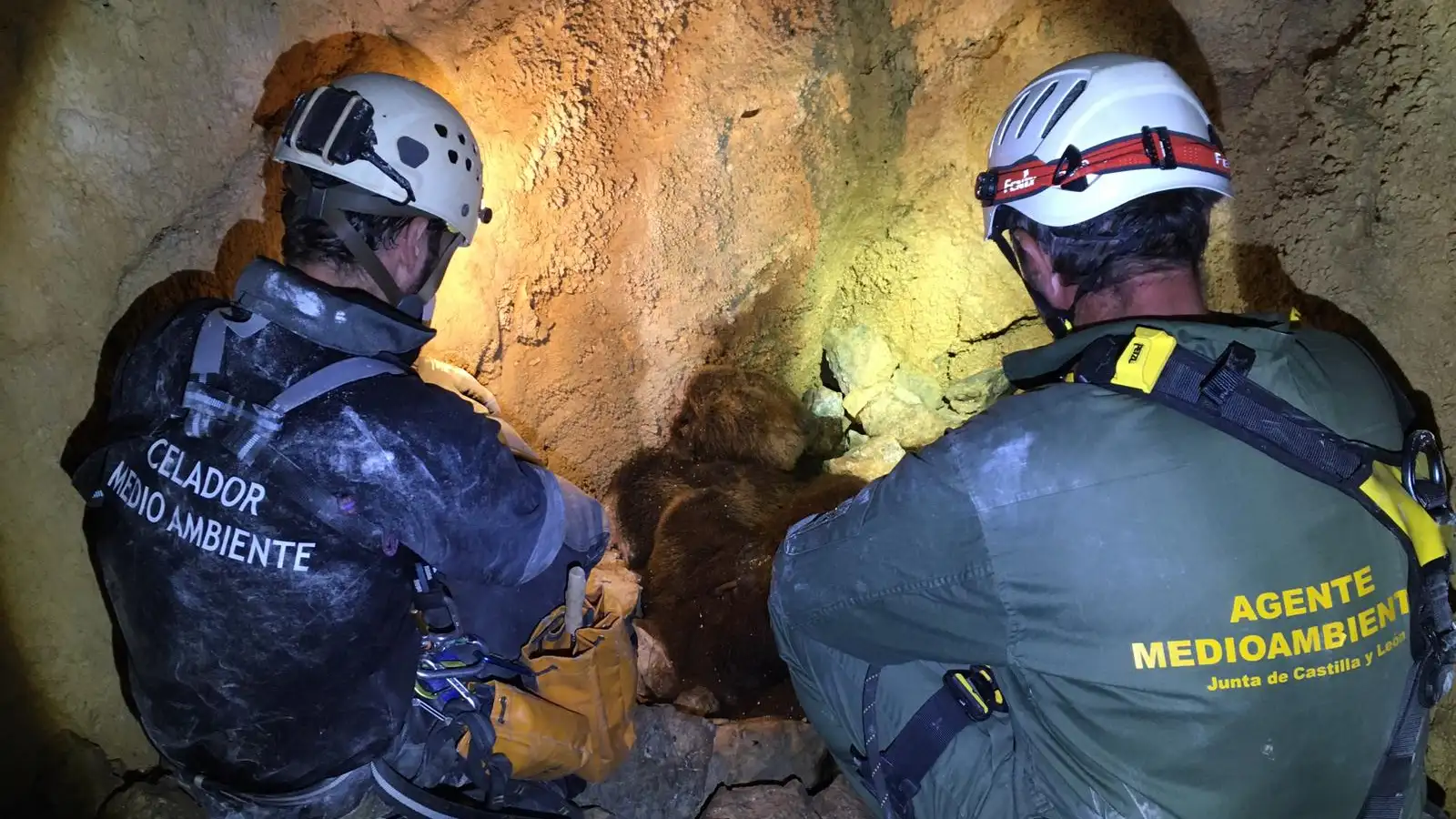 La osa y los oseznos en la cueva