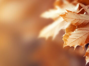 Las altas temperaturas afectan al color de las hojas este otoño 2022