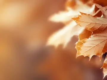 Las altas temperaturas afectan al color de las hojas este otoño 2022 Las altas temperaturas afectan al color de las hojas este otoño 2022