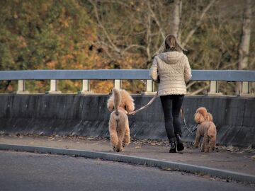 Imagen de archivo mujer con perros paseando.