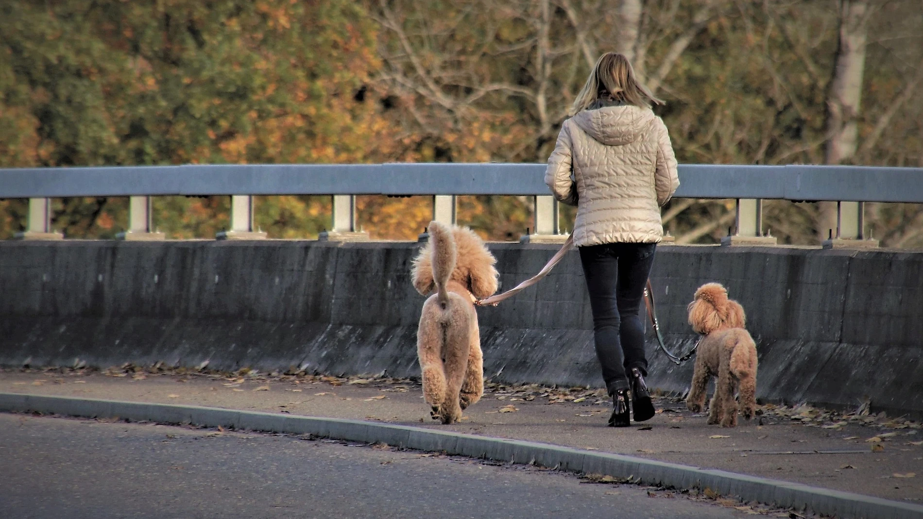 Imagen de archivo mujer con perros paseando.