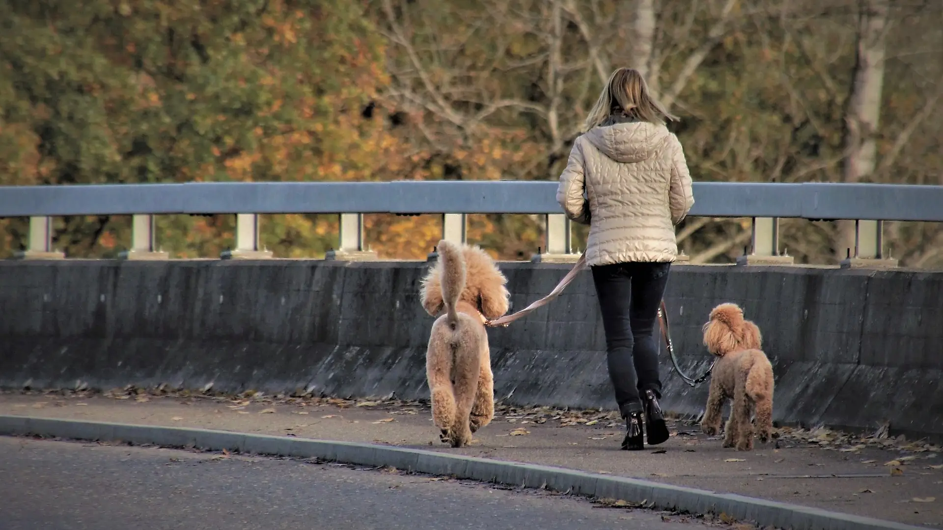 Imagen de archivo mujer con perros paseando.