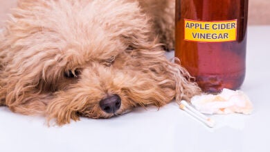 ¿Es malo el vinagre para los perros?