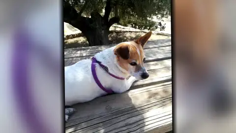 La dramática muerte de Lola La dramática muerte de Lola