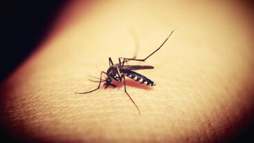 Mosquito portador de dengue