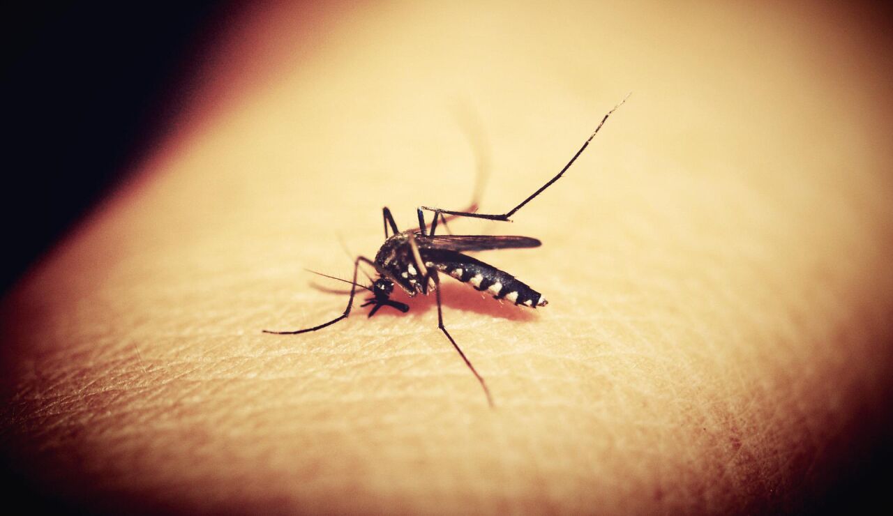 Mosquito portador de dengue