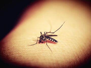 Se confirma un caso de dengue autóctono de Ibiza en una mujer de 37 años