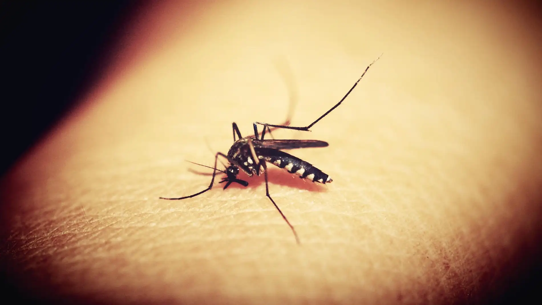 Mosquito portador de dengue Mosquito portador de dengue