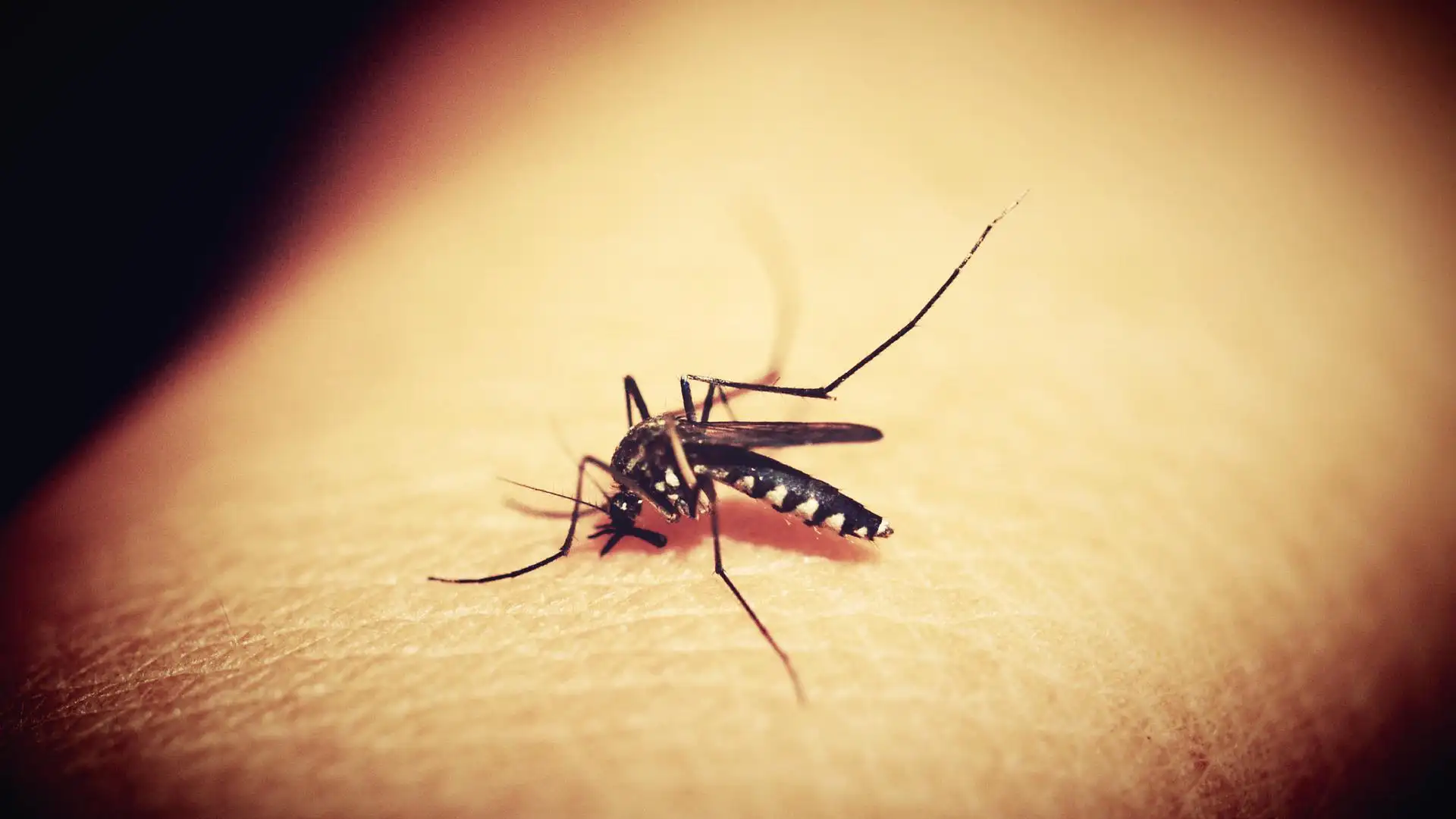 Mosquito portador de dengue