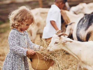 Una niña alimenta a una cabra en una granja
