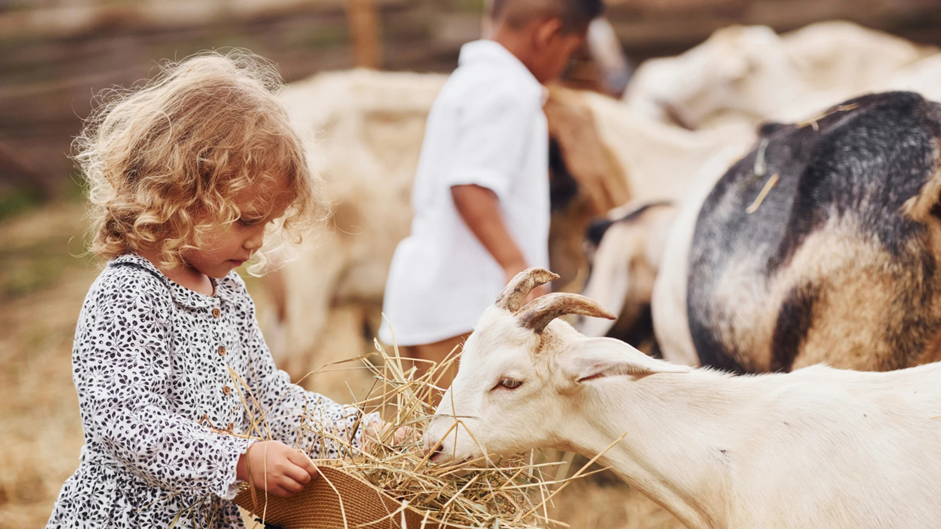 Una niña alimenta a una cabra en una granja