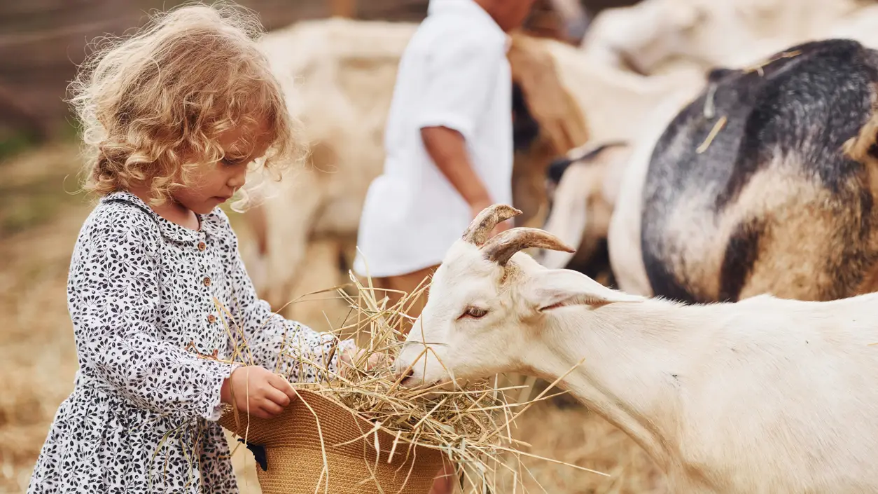 Una ni&ntilde;a alimenta a una cabra en una granja