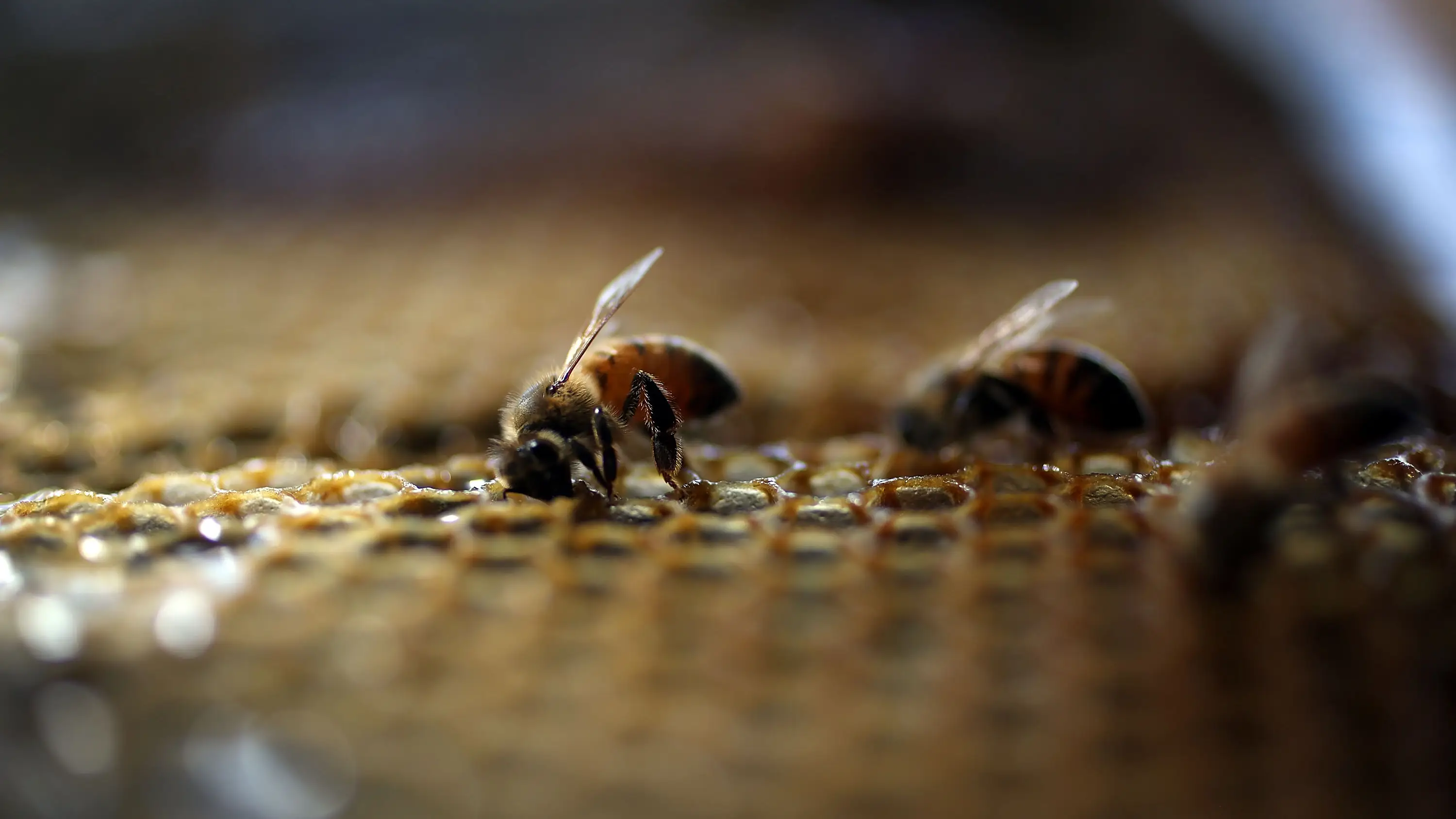 Abejas Abejas