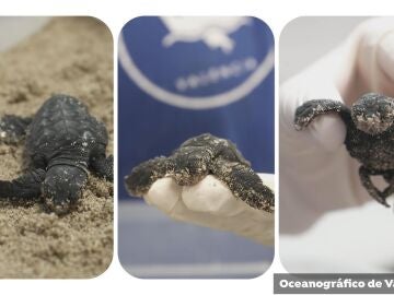 La tortuga nacida en la Fundación Oceanogràfic