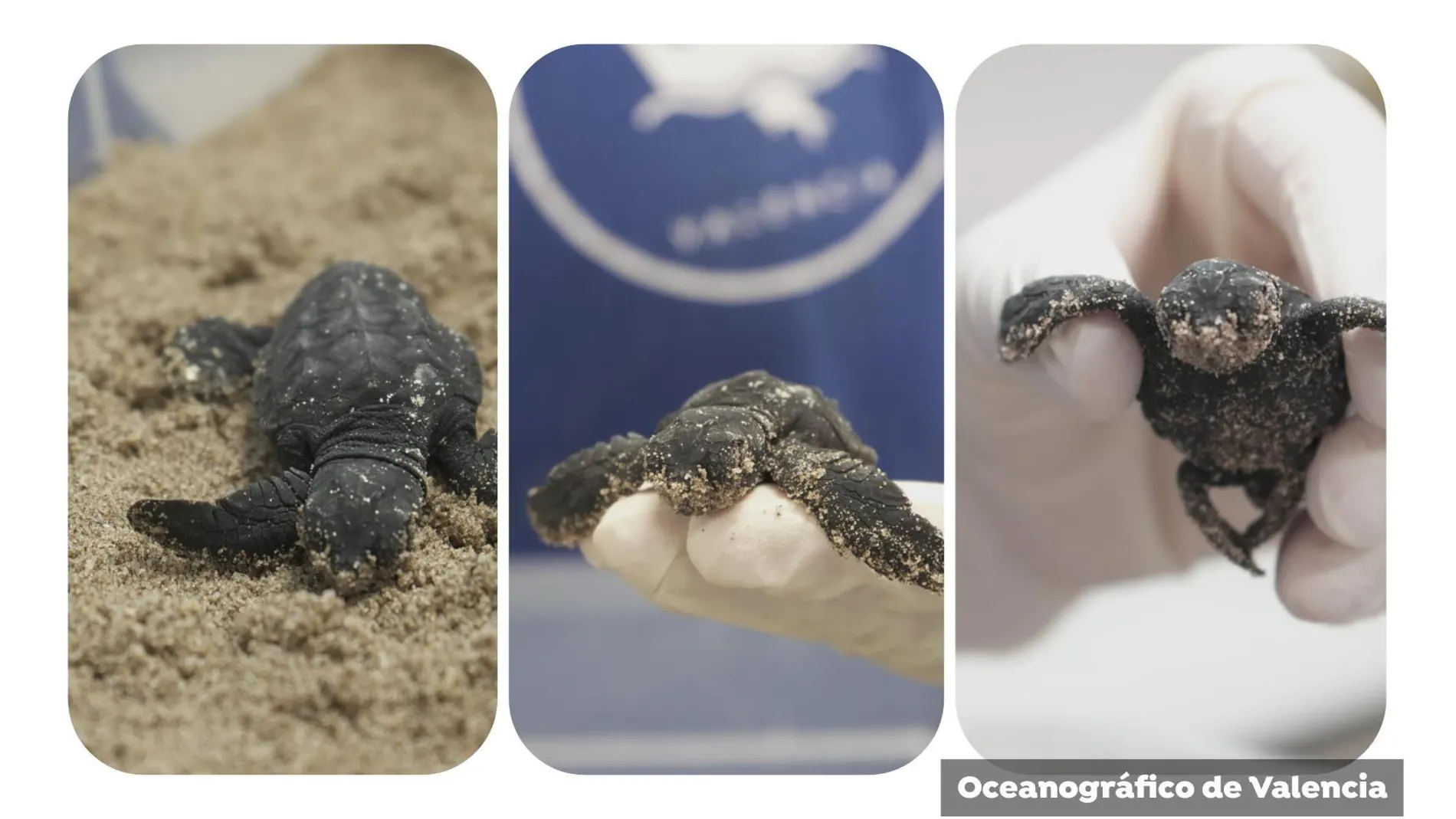 La tortuga nacida en la Fundación Oceanogràfic La tortuga nacida en la Fundación Oceanogràfic