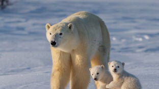 Un oso polar con sus cr&iacute;as
