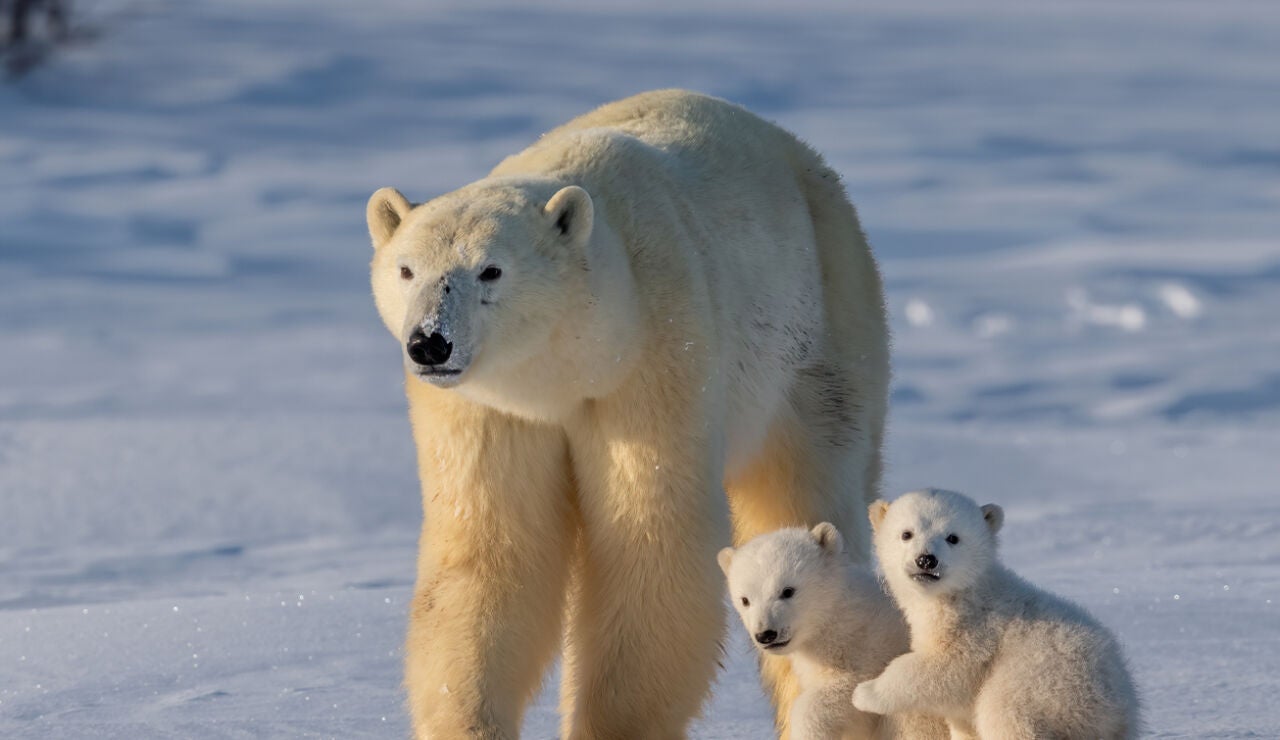 Un oso polar con sus crías