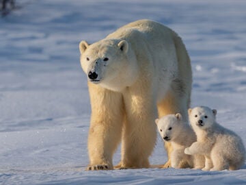 Un oso polar con sus crías