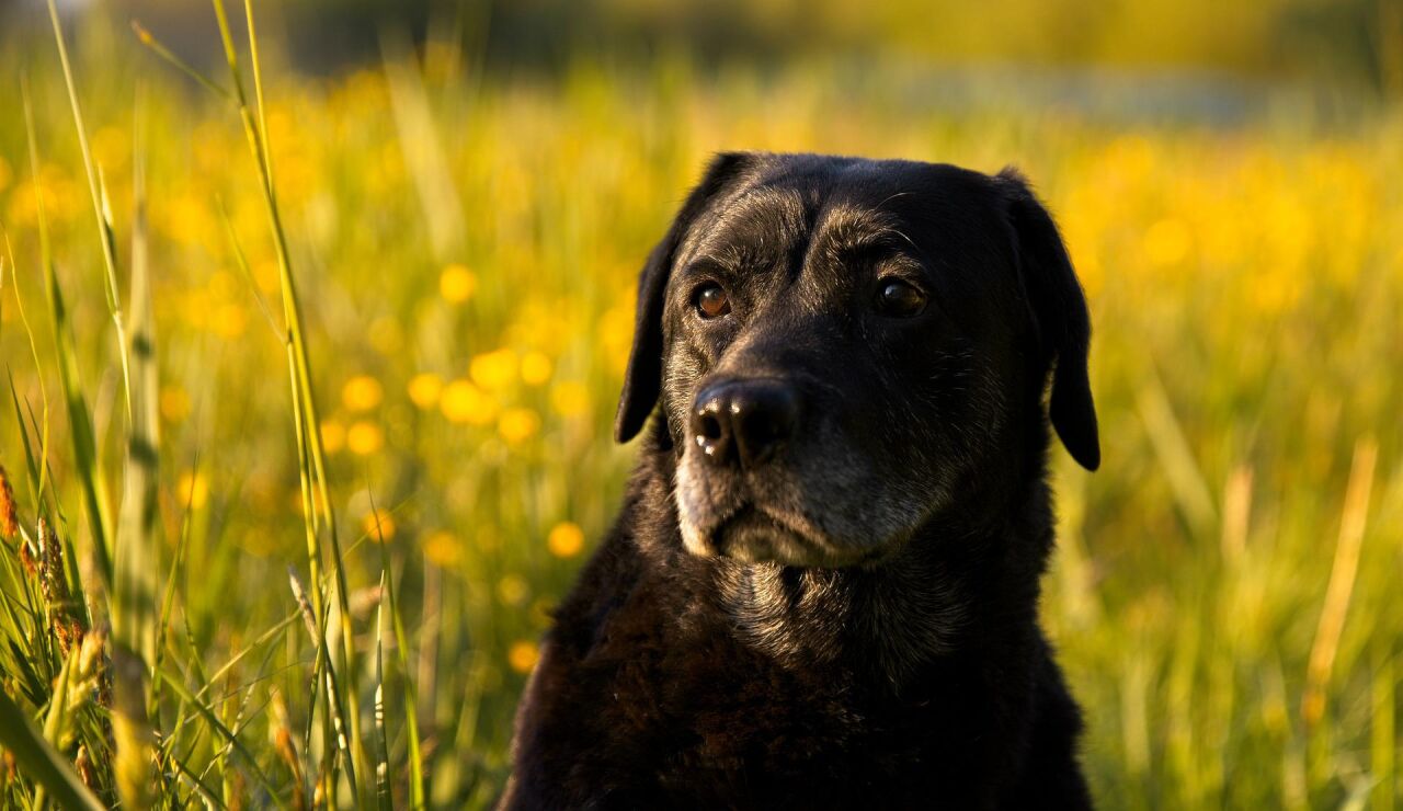 Un labrador negro