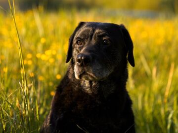 Un labrador negro