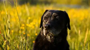 Un labrador negro Un labrador negro