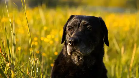 Un labrador negro Un labrador negro