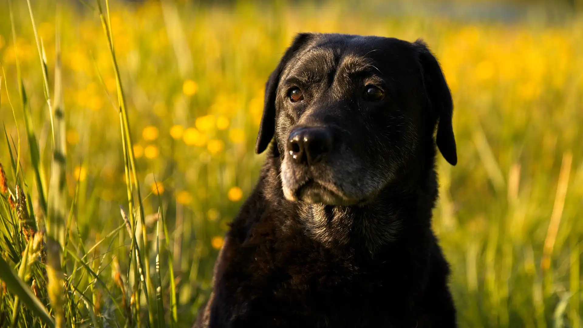 Un labrador negro