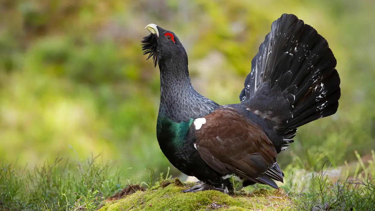 Imagen de un urogallo Imagen de un urogallo