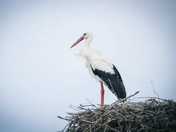 Día Mundial de las Aves Migratorias: Cigüeña blanca Día Mundial de las Aves Migratorias: Cigüeña blanca