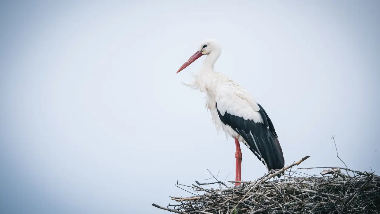 Día Mundial de las Aves Migratorias: Cigüeña blanca Día Mundial de las Aves Migratorias: Cigüeña blanca