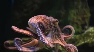 Pulpo Pulpo
