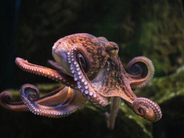 Pulpo